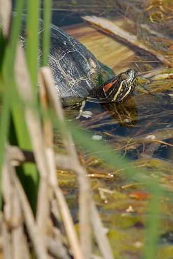 A Sunday Smorgasbord-04-29-07-turtle.jpg