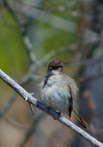 First Birding Attempt-dsc_6140.jpg