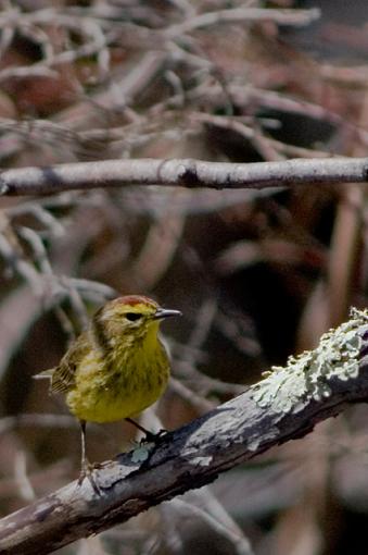 First Birding Attempt-dsc_6161.jpg