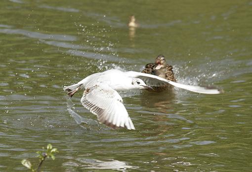 Stay away from my chicks.-forum-duck-gull-1.jpg