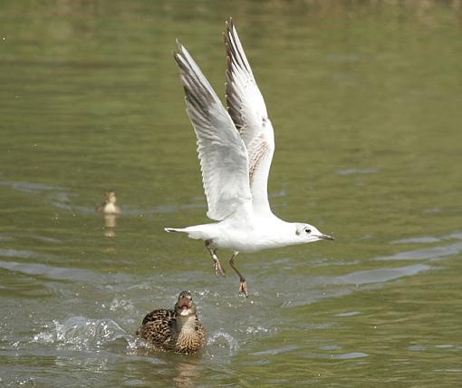 Stay away from my chicks.-forum-duck-gull-2.jpg