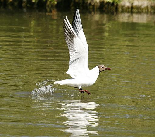 Stay away from my chicks.-forum-gull-1.jpg