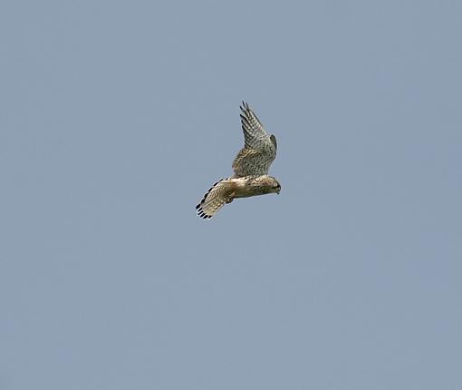 Still around - The Kestrel.-forum-kestrel-1.jpg