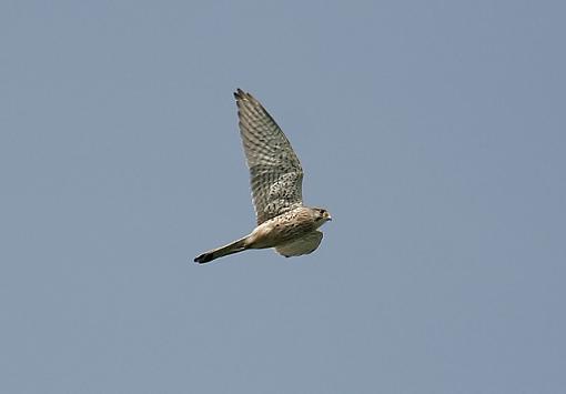 Still around - The Kestrel.-forum-kestrel-2.jpg