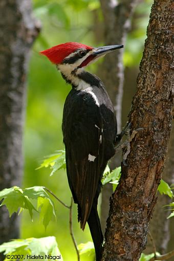 Click image for larger version. 

Name:	05-04-07 - Pileated WP.jpg 
Views:	58 
Size:	201.1 KB 
ID:	40915