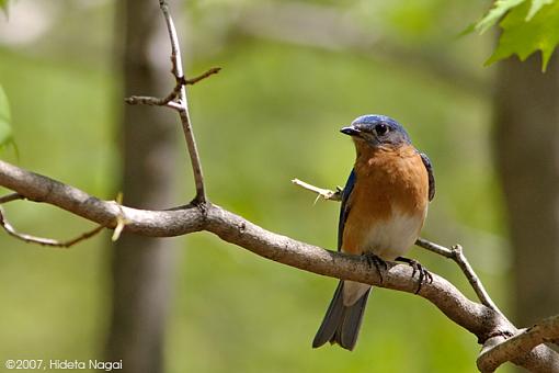 A Perfect Day!-05-04-07-bluebird.jpg