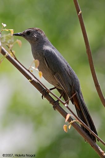 Click image for larger version. 

Name:	05-04-07 - Catbird.jpg 
Views:	54 
Size:	217.9 KB 
ID:	40917