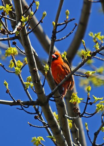 Finall - the cardinal male is off my list for needing a better shot...-cardinal-08.jpg