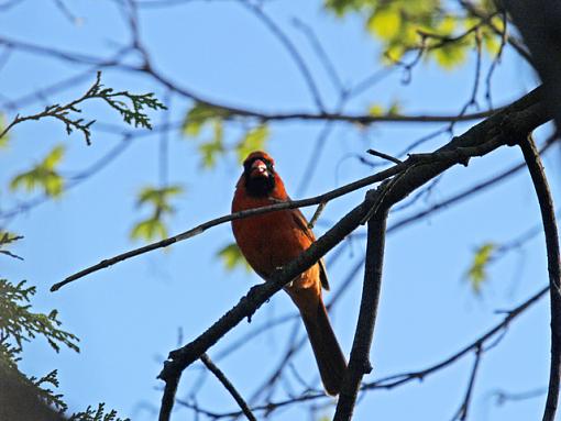 Finall - the cardinal male is off my list for needing a better shot...-cardinal-09.jpg