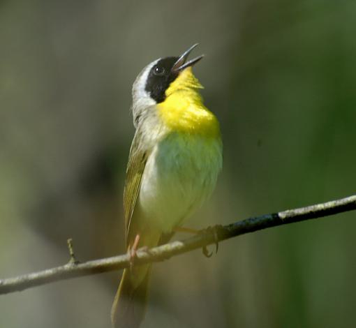 Lovely springtime birds.....-common-yellowthroat.jpg