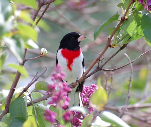 Lovely springtime birds.....-rose-breasted-grosbeak1.jpg