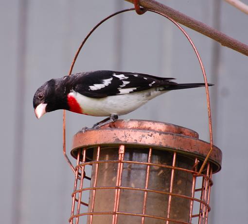 Lovely springtime birds.....-rose-breasted-grosbeak2.jpg