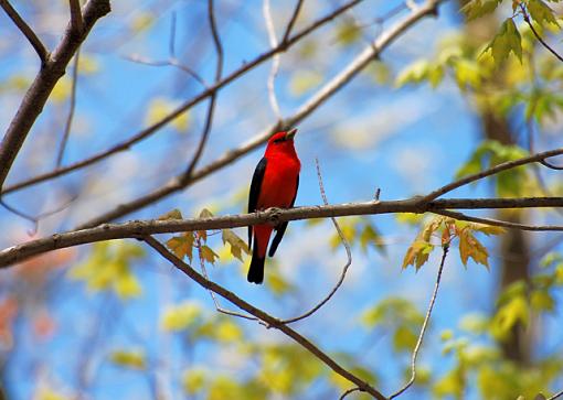 Lovely springtime birds.....-scarlet-tanager.jpg