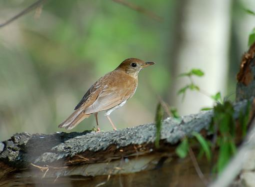 Lovely springtime birds.....-veery.jpg