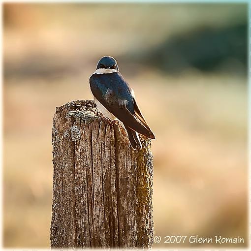 Tree Swallows-tree-swallow-3.jpg