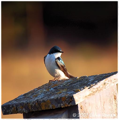 Tree Swallows-tree-swallow-2-1-1-copy.jpg