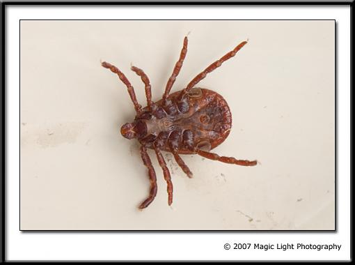I HATE ticks!!-crw_3424.jpg