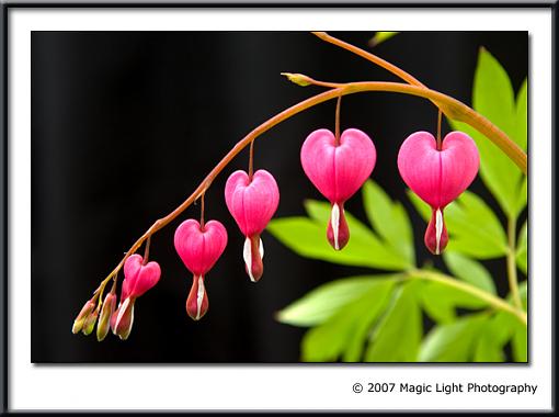 Went for a walk with the tubes today-crw_3483.jpg