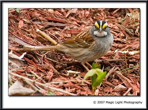 Went for a walk with the tubes today-crw_3534a.jpg