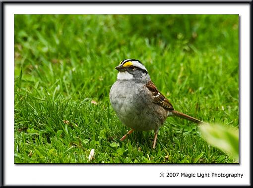 Went for a walk with the tubes today-crw_3537.jpg