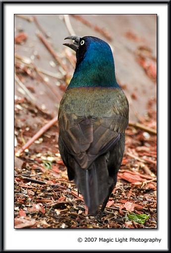 Went for a walk with the tubes today-crw_3544a.jpg