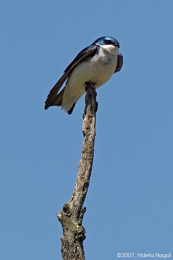 A Perfect Day!-05-06-07-tree-swallow.jpg