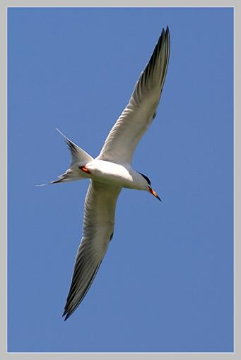 B.I.F. (Birds in flight) Challenge-swift_filtered.jpg
