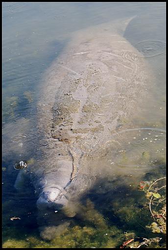 Manatee-manatee.jpg