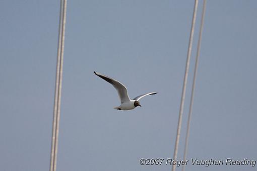 Gulls-_mg_0611-copy.jpg