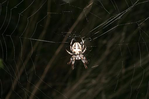 Using Flash with Macros-forum-spider-flash.jpg