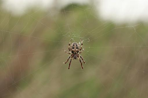 Using Flash with Macros-forum-spider-no-flash.jpg