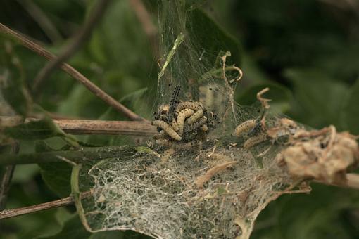 Some more Crawly Critters.-forum-pupae.jpg