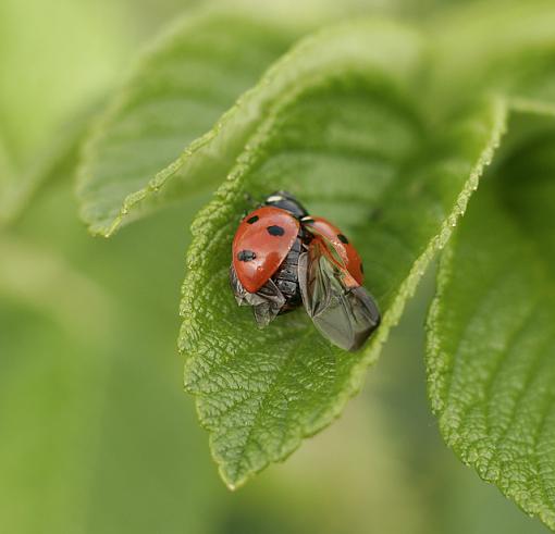 Some more Crawly Critters.-forum-ladybird-1.jpg