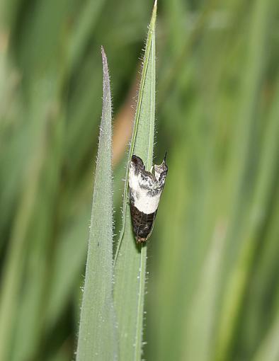 Some more Crawly Critters.-forum-moth.jpg