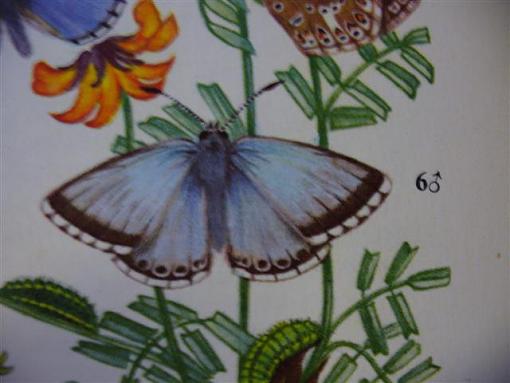 Some more Crawly Critters.-p1030123-small-.jpg