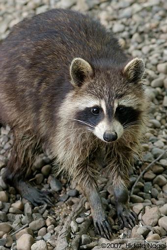 They don't call 'em &quot;Bandits&quot; for just their masks-coon-1.jpg