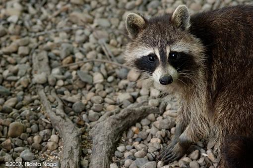 They don't call 'em &quot;Bandits&quot; for just their masks-coon-2.jpg