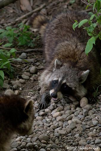 They don't call 'em &quot;Bandits&quot; for just their masks-coon-3.jpg