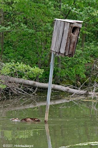 They don't call 'em &quot;Bandits&quot; for just their masks-bandit-5.jpg