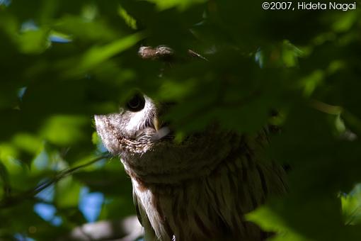 My Owl Encounter-05-12-07-owl-1.jpg