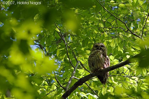 My Owl Encounter-05-12-07-owl-2.jpg