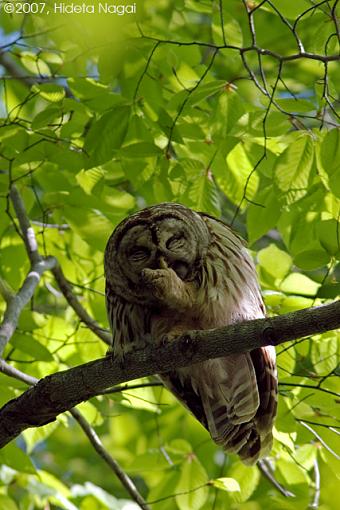 My Owl Encounter-05-12-07-owl-4.jpg