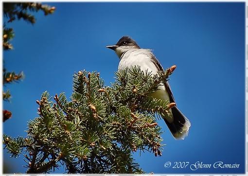 Click image for larger version. 

Name:	Eastern Kingbird.jpg 
Views:	51 
Size:	191.9 KB 
ID:	41329