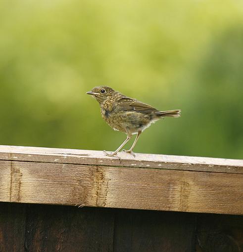 Chippy &amp; Offspring.-email-robin-jr.jpg