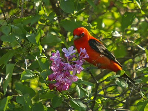 Scarlet Tanager-scarlett-tanager-09.jpg