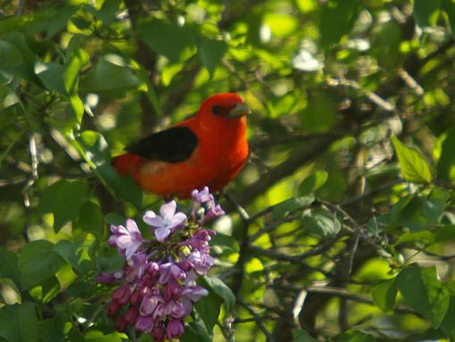 Scarlet Tanager-scarlett-tanager-10.jpg