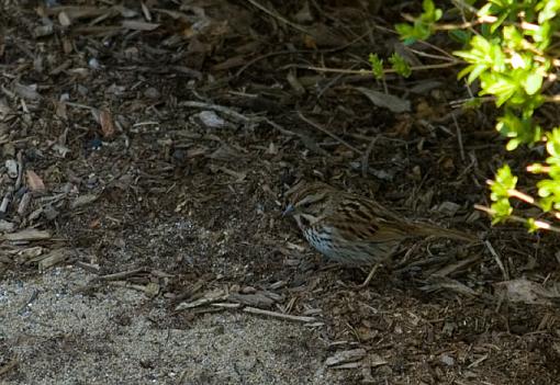 A little backyard practice-dsc_6641.jpg