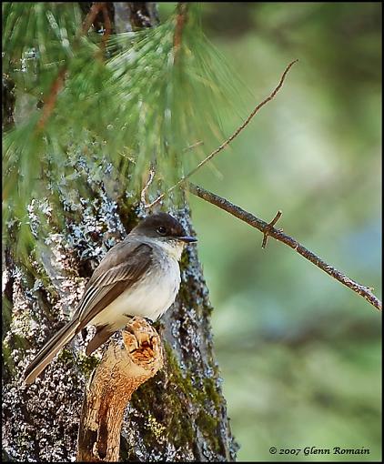 Eastern Phoebe series.-eastern-phoebe.jpg