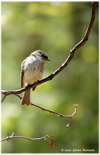 Eastern Phoebe series.-eastern-phoebe-1.jpg