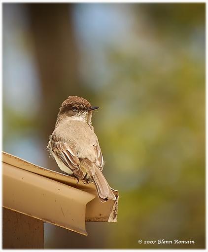 Eastern Phoebe series.-eastern-phoebe-3.jpg